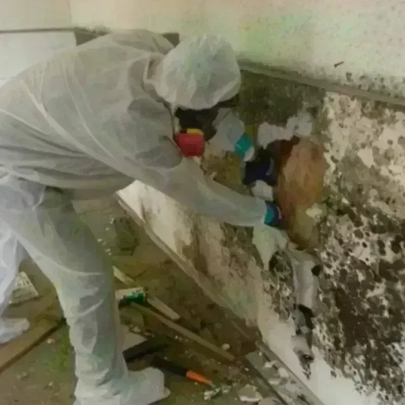 Mold Remediation and Removal in Pantops, VA